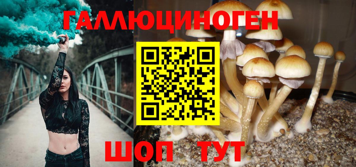 Псилоцибиновые грибы MAGIC MUSHROOMS  Вход с VPN  Кувандык  цена наркотик  Галлюциногенные грибы мухоморы 